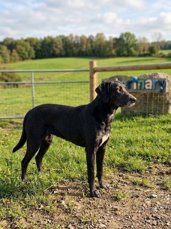 Honey | Teef • mrt 2021 • Hoogte 40 cm • Collendoorn •  Gesteriliseerd