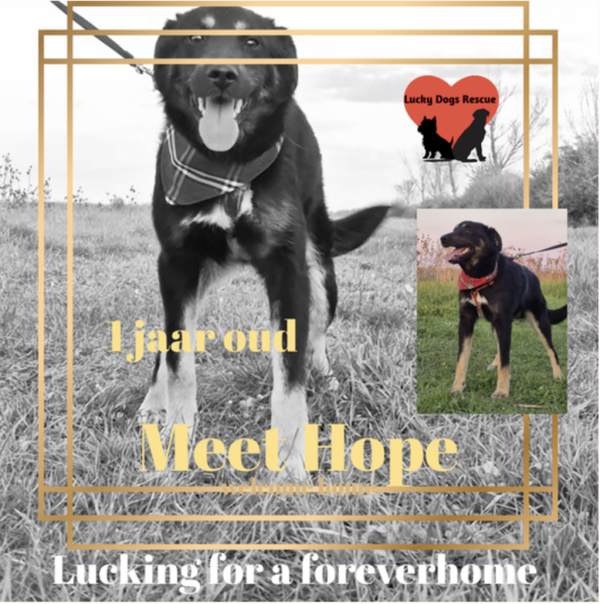 Hope | Reu • jul 2025 • Hoogte n.b. • Roemenie •  Gecastreerd
