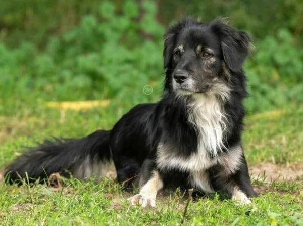 Simon | Reu • nov 2024 • Hoogte 45cm • Nederland •  Gecastreerd