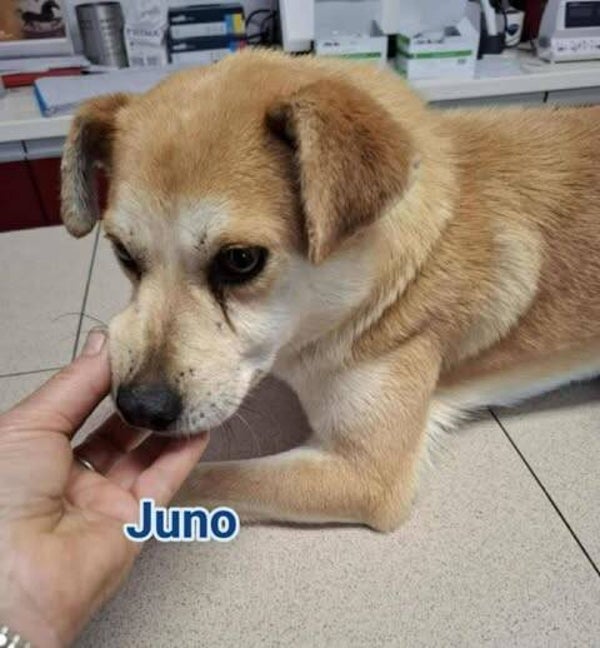 Juno | Reu • feb 2023 • Hoogte tot 35 cm • Collendoorn •  Gecastreerd