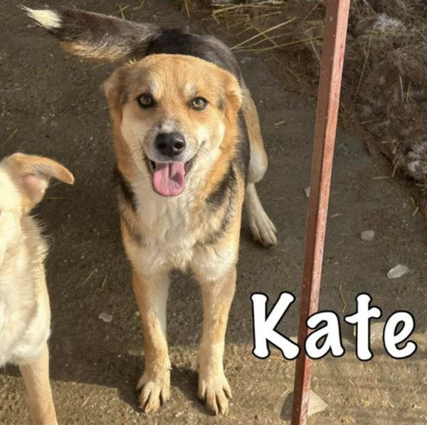 Kate | Teef • 2020 • Hoogte 45 cm • Roemenie •  Gesteriliseerd
