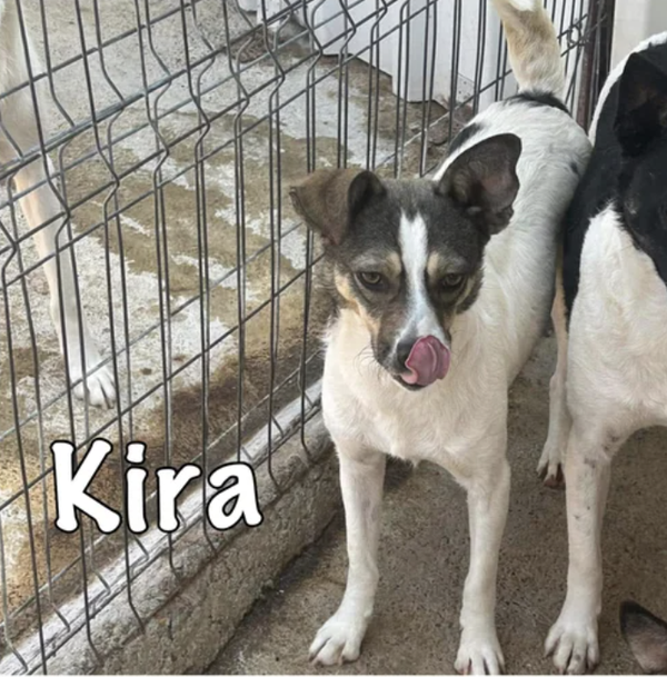 Kira | Teef • 2024 • Hoogte n.b. • Roemenie •  Gesteriliseerd