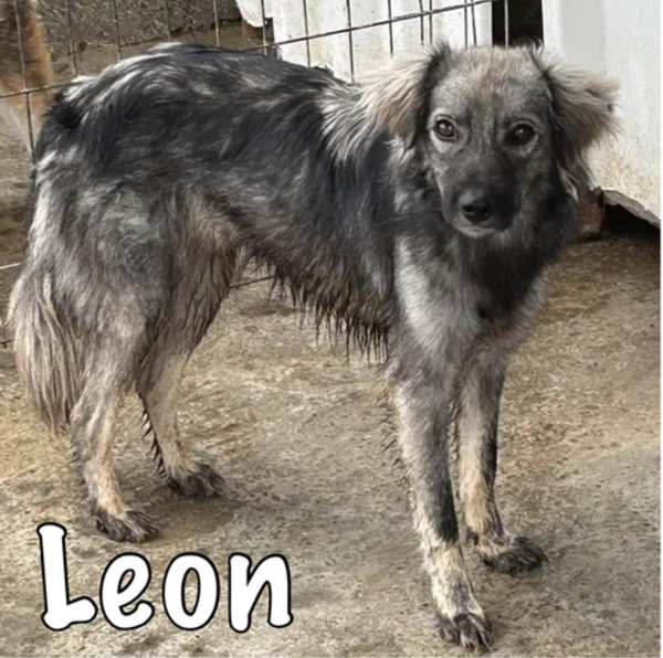Leon | Reu • 2020 • Hoogte 45 cm • Roemenie •  Gecastreerd