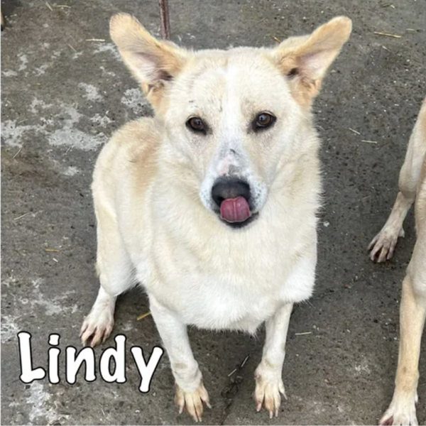 Lindy | Teef • 2020 • Hoogte 45 cm • Roemenie •  Gesteriliseerd