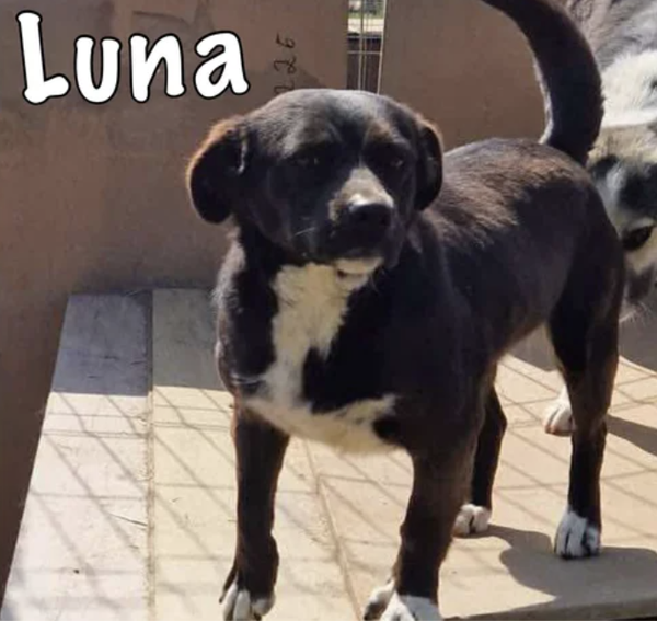 Luna | Teef • 2022 • Hoogte 35 cm • Roemenie •  Gestreiliseerd