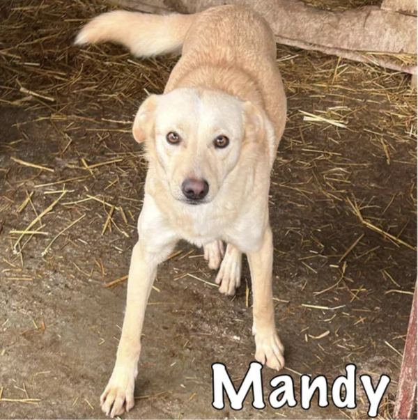 Mandy | Teef • 2020 • Hoogte 45 cm • Roemenie •  Gesteriliseerd