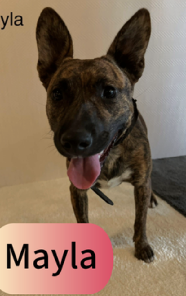 Layla-Mayla-Donya | Teef • okt 2024 • Hoogte 45 cm • Roemenie •  Gesteriliseerd