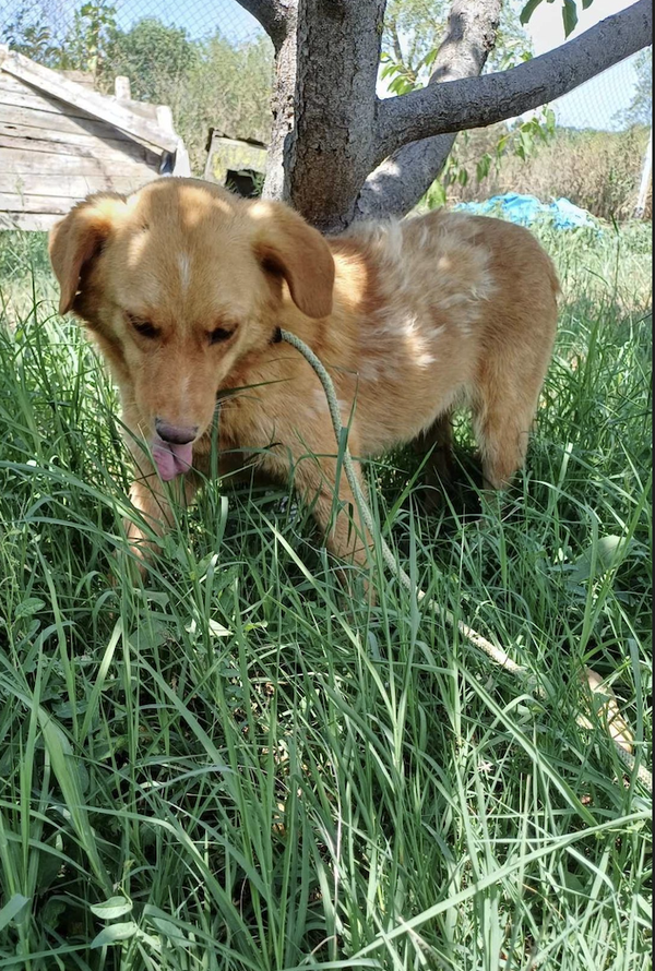 Mindy | Teef • mrt 2021 • Hoogte 40 cm • Roemenie •  Gesteriliseerd