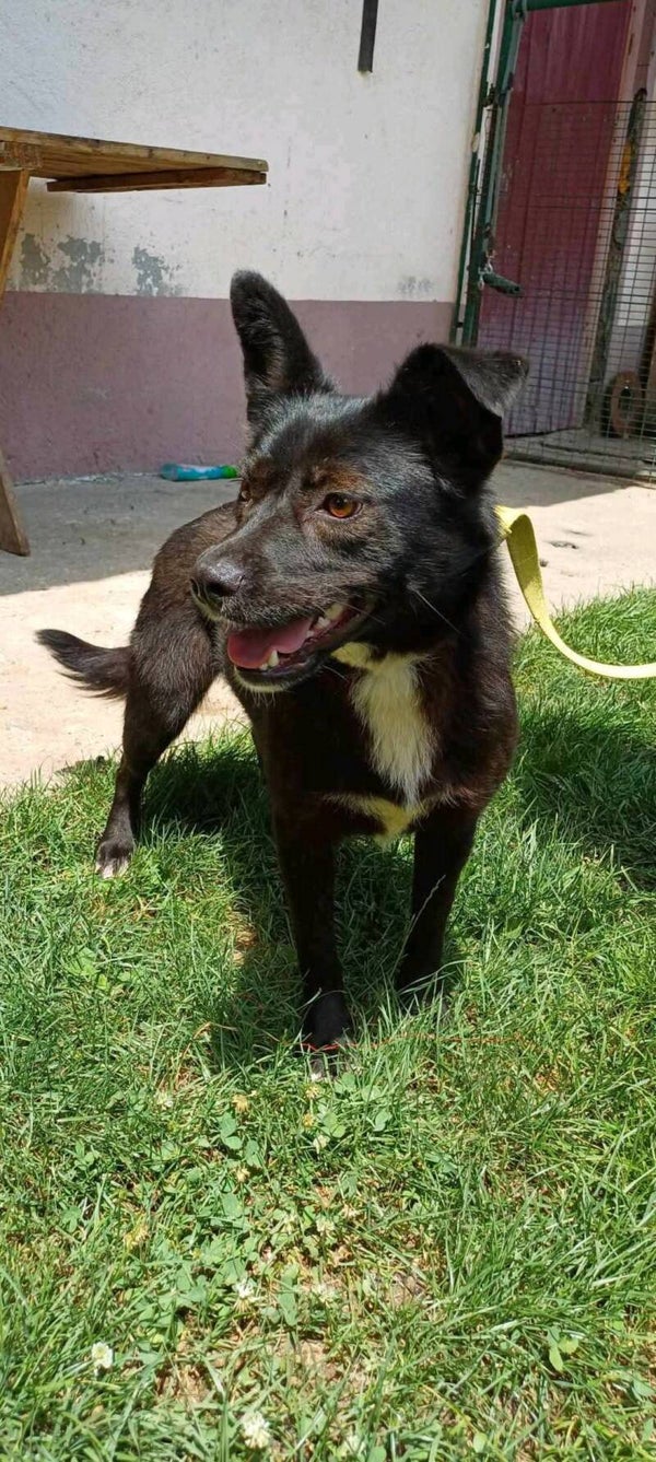 Meggie | Teef • mrt 2021 • Hoogte 40 cm • Roemenie •  Gesteriliseerd