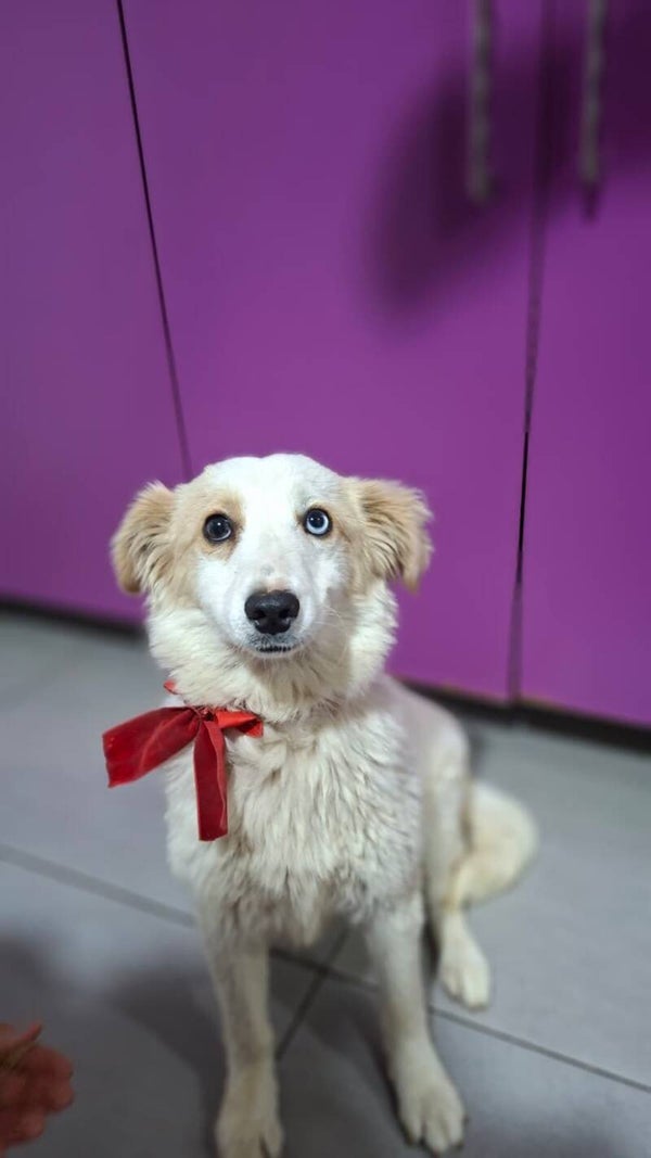 Melina | Teef • dec 2025 • Hoogte 40 cm • Roemenie •  Niet gesteriliseerd