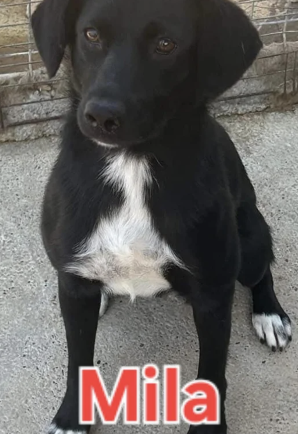 Mila | Teef • 2022 • Hoogte n.b. • Roemenie •  Gesteriliseerd