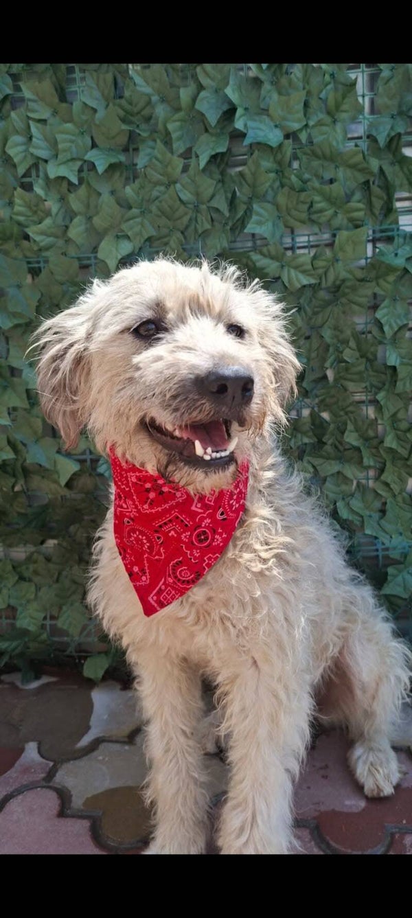 Milou | Teef • 2024 • Hoogte 40 cm • Roemenie •  Gesteriliseerd