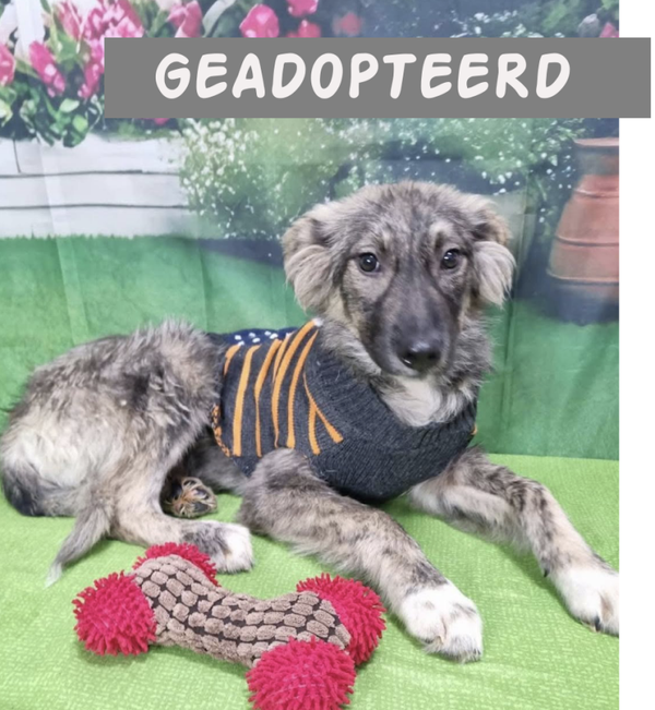 Mirela | Teef • nov 2025 • Hoogte 45 cm • Roemenie •  Gesteriliseerd