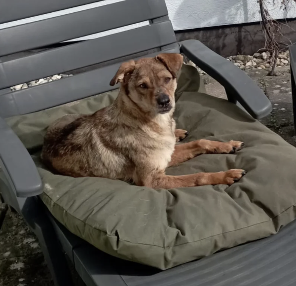 Nala | Teef • 2023 • Hoogte n.b. • Roemenie •  Gesteriliseerd