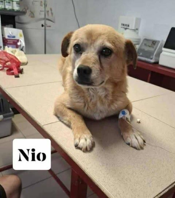 Nio | Reu • feb 2015 • Hoogte tot 35 cm • Collendoorn •  Gecastreerd