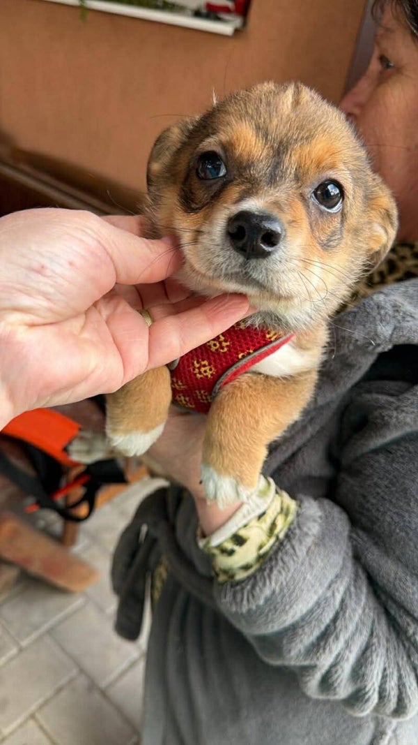 Pip | Teef • jan. 2026 • Hoogte max 35 cm • Roemenie •  Niet gesteriliseerd