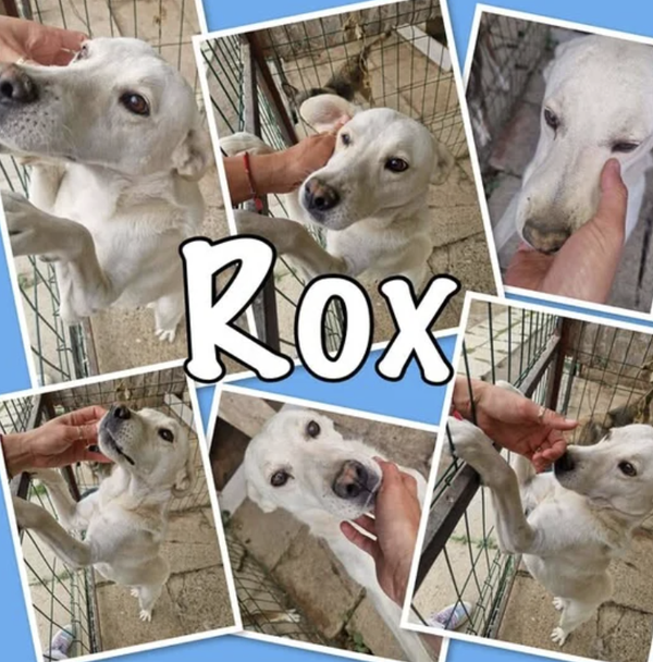 Rox | Reu • 2019 • Hoogte 50 cm • Roemenie •  Gecastreerd