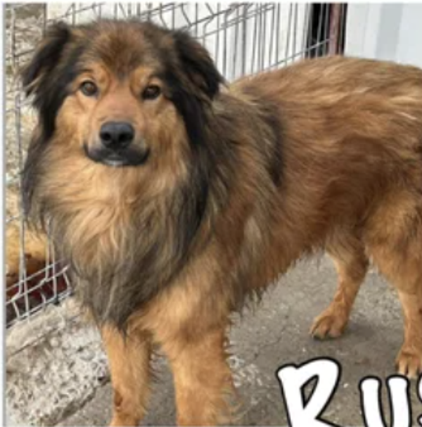 Rusty | Reu • 2020 • Hoogte n.b. • Roemenie •  Gecastreerd