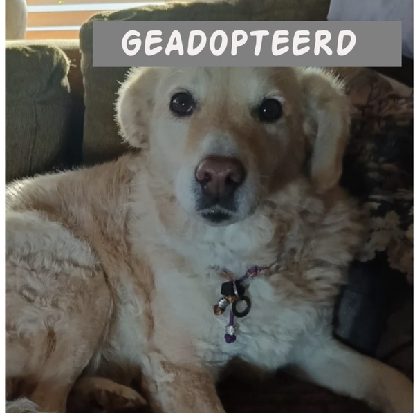 ADOPT - Macy | Teef • 2021 • Hoogte 48 cm • Nederland •  Gesteriliseerd