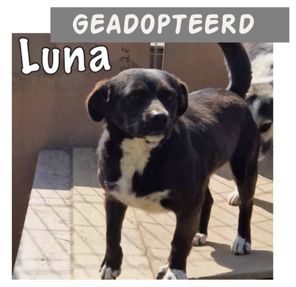 ADOPT - Luna | Teef • 2022 • Hoogte 35 cm • Roemenie •  Gestreiliseerd