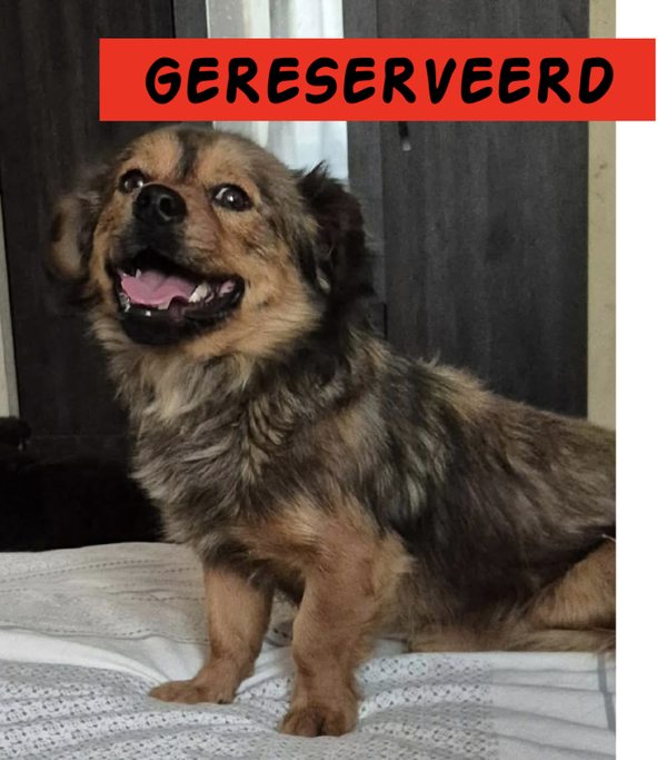 Teddy | Reu • nov 2019 • Hoogte 30 cm • Roemenie •  Gecastreerdf