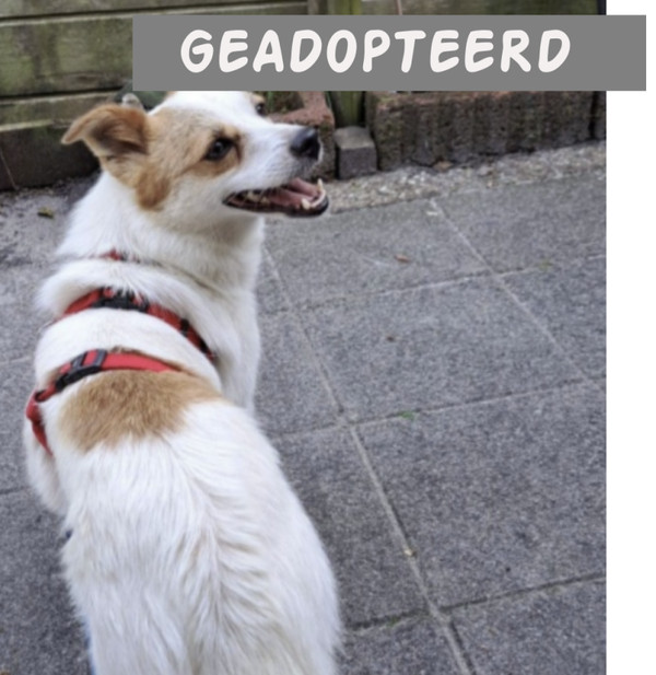 Minnie | Teef • 2022 • Hoogte 35 cm • Rotterdam •  Gesteriliseerd