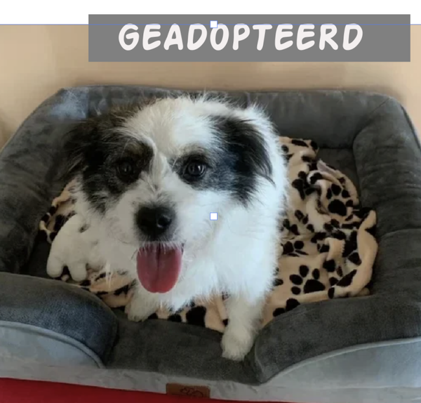 Adopt - Lizzy | Teef • 2024 • Hoogte 30 cm • Bussum •  Gesteriliseerd