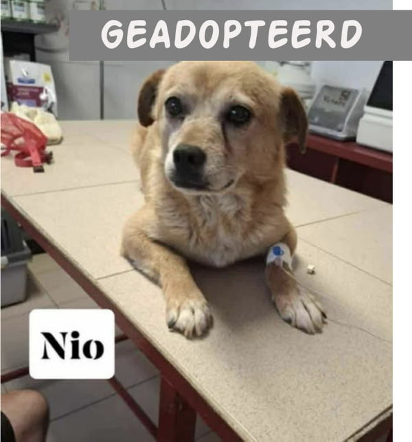 Nio | Reu • feb 2015 • Hoogte tot 35 cm • Meppel •  Gecastreerd