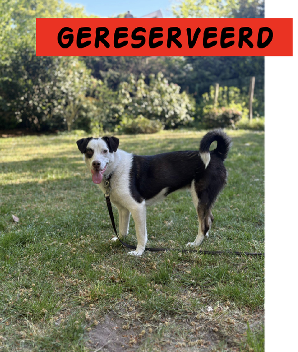 Sonia | Teef • 2025 • Hoogte 40 cm • Hoenderloo •  Gesteriliseerd