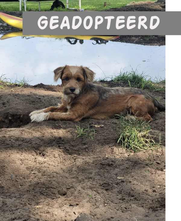 Alma (B) | Reu • 2025• Hoogte 30cm • Collendoorn •  Gesteriliseerd
