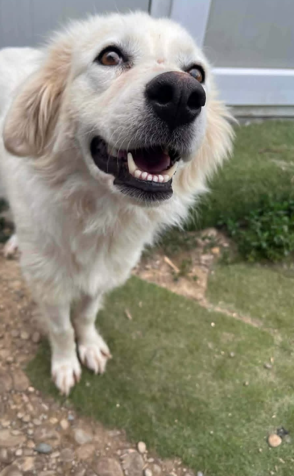 Elena | Teef • 2022 • Hoogte 50 cm • Roemenie •  Gesteriliseerd