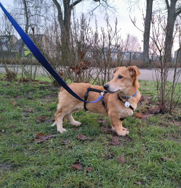 Sepp | Reu • sep 2025 • Hoogte 30 cm • Nederland •  Gecastreerd