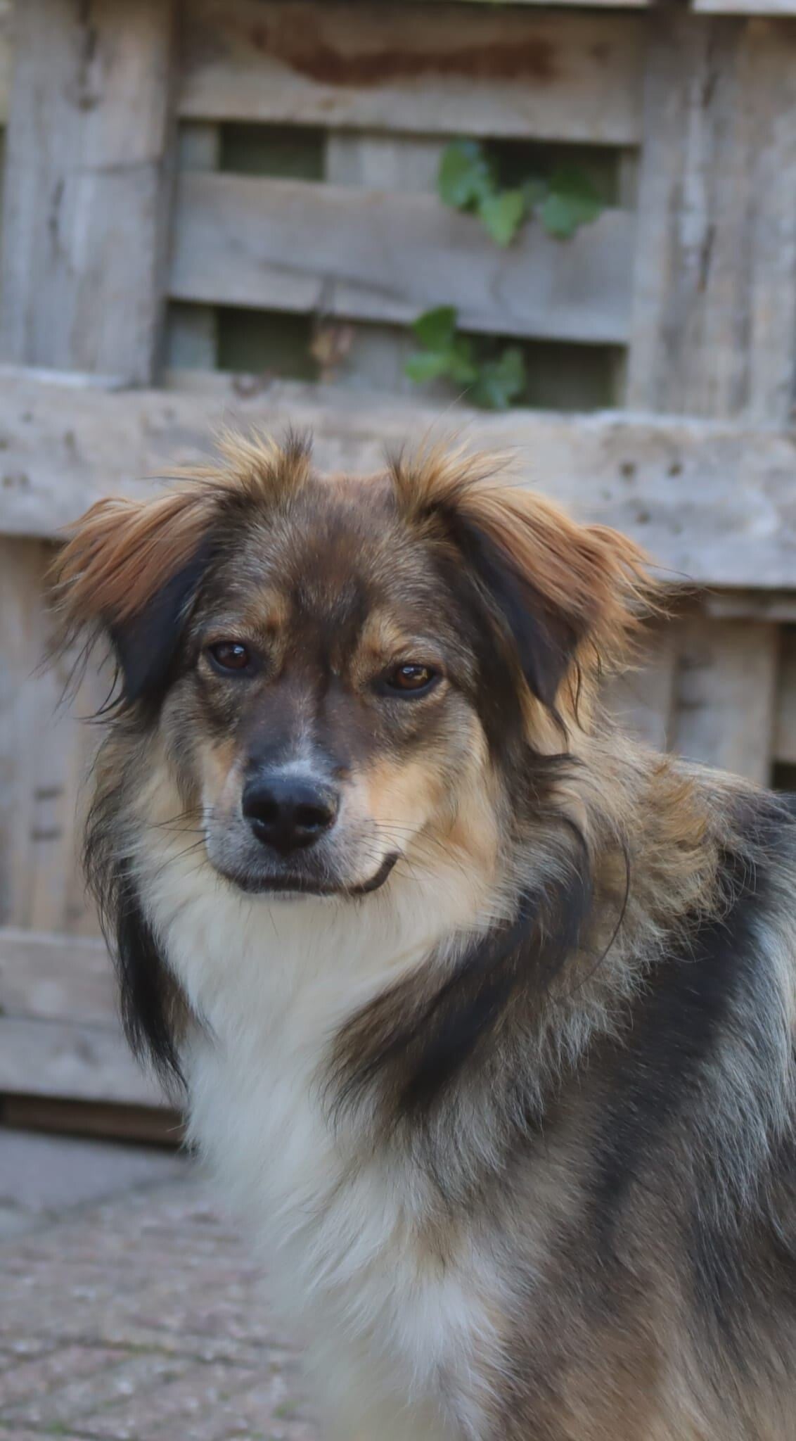 Simi