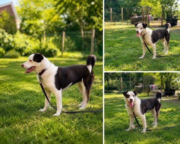 Sonia | Teef • 2025 • Hoogte 40 cm • Hoenderloo •  Gesteriliseerd