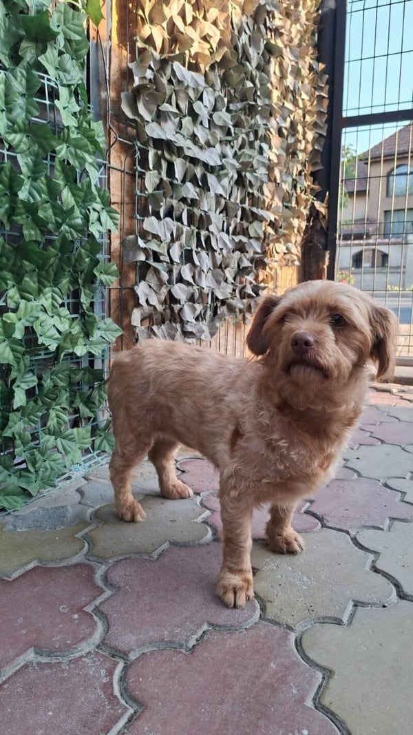 Sophie | Teef • 2025 • Hoogte <35 cm • Roemenie •  Gesteriliseerd