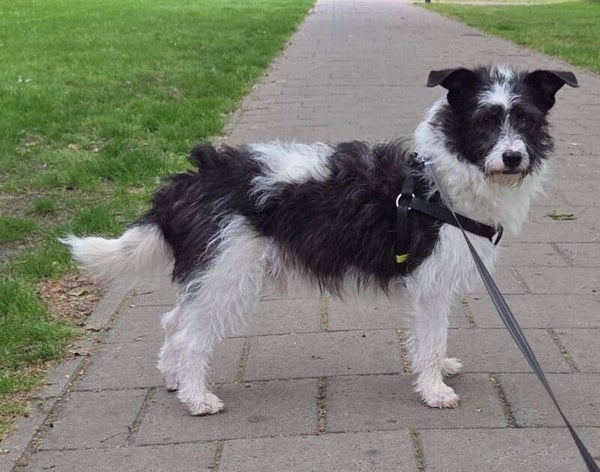 Storm | Reu • 2025 • Hoogte 40 cm • Overpelt BE •  Gecastreerd