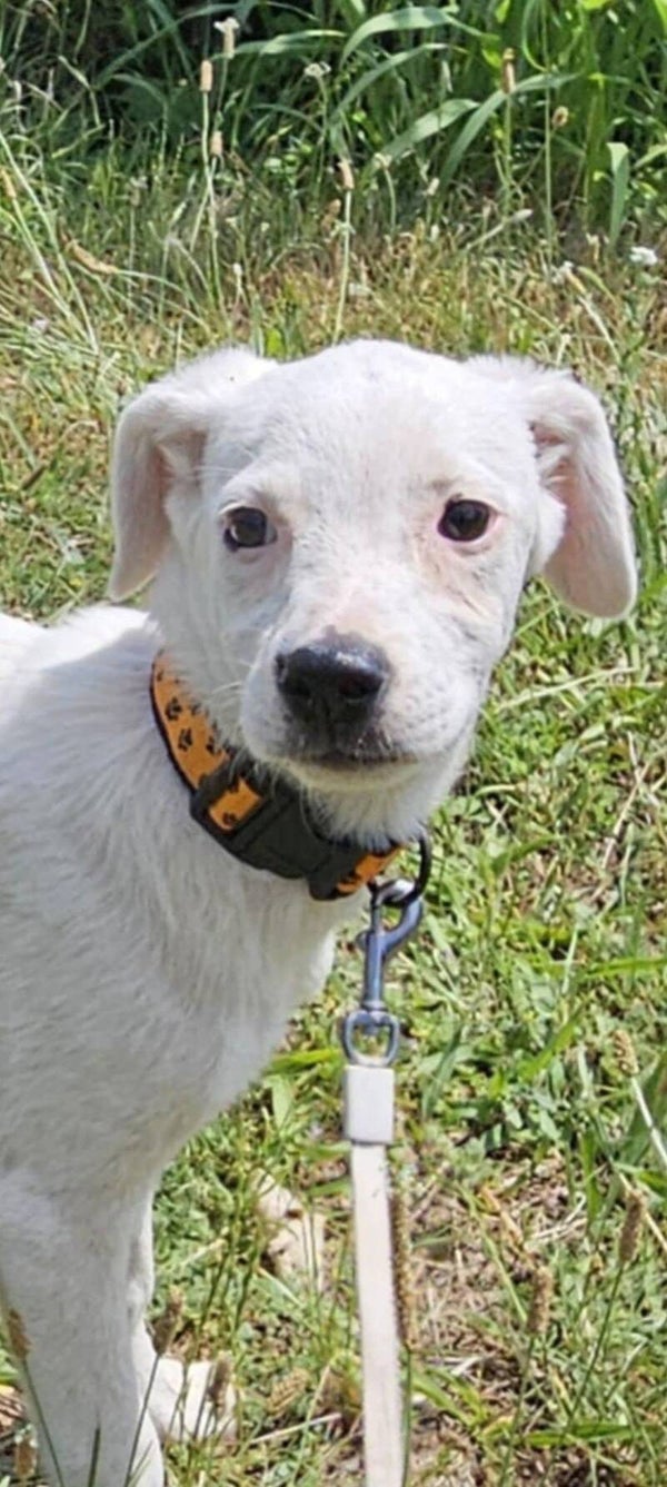 Suzy | Teef • sep 2025 • Hoogte 40 cm • Roemenie •  Gesteriliseerd