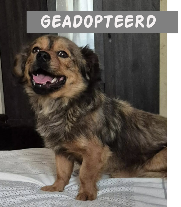 Teddy | Reu • 2023/2024 • Hoogte 30 cm • Roemenie •  Gecastreerd