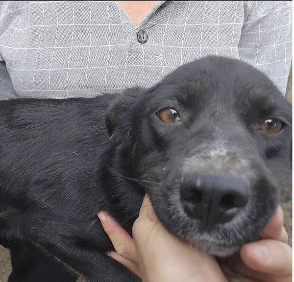 Tessa | Teef • 2024 • Hoogte 45 cm • Roemenie •  Gesteriliseerd