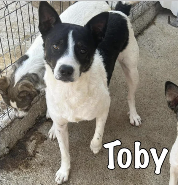 Toby | Reu • 2024 • Hoogte n.b. • Roemenie •  Gecastreerd