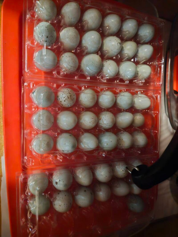 Celadon hatching eggs