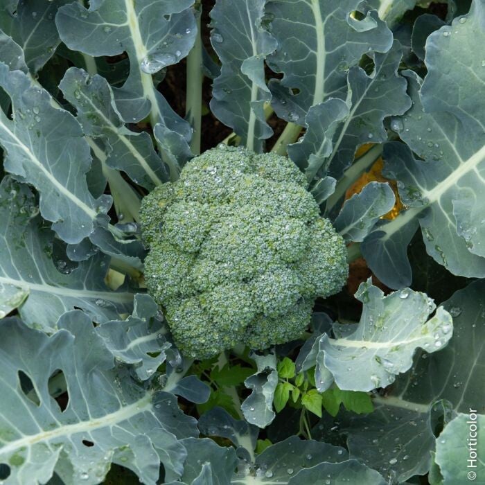 brocoli calabrais (À la pièce)