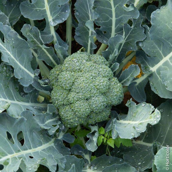 brocoli calabrais (À la pièce)