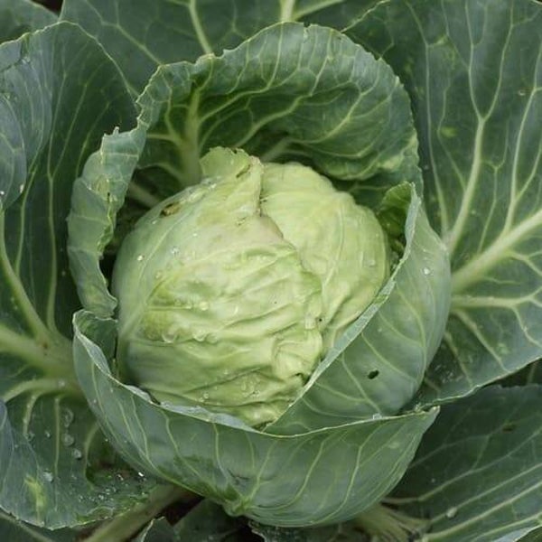 chou blanc( à la pièce)