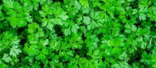 Persil ( où bouquets)