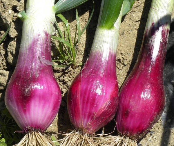 Oignon rouge frais de Tropea
