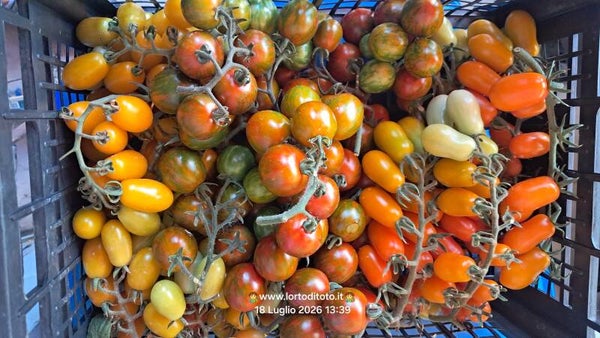 Tomate cerise Mixte coloré