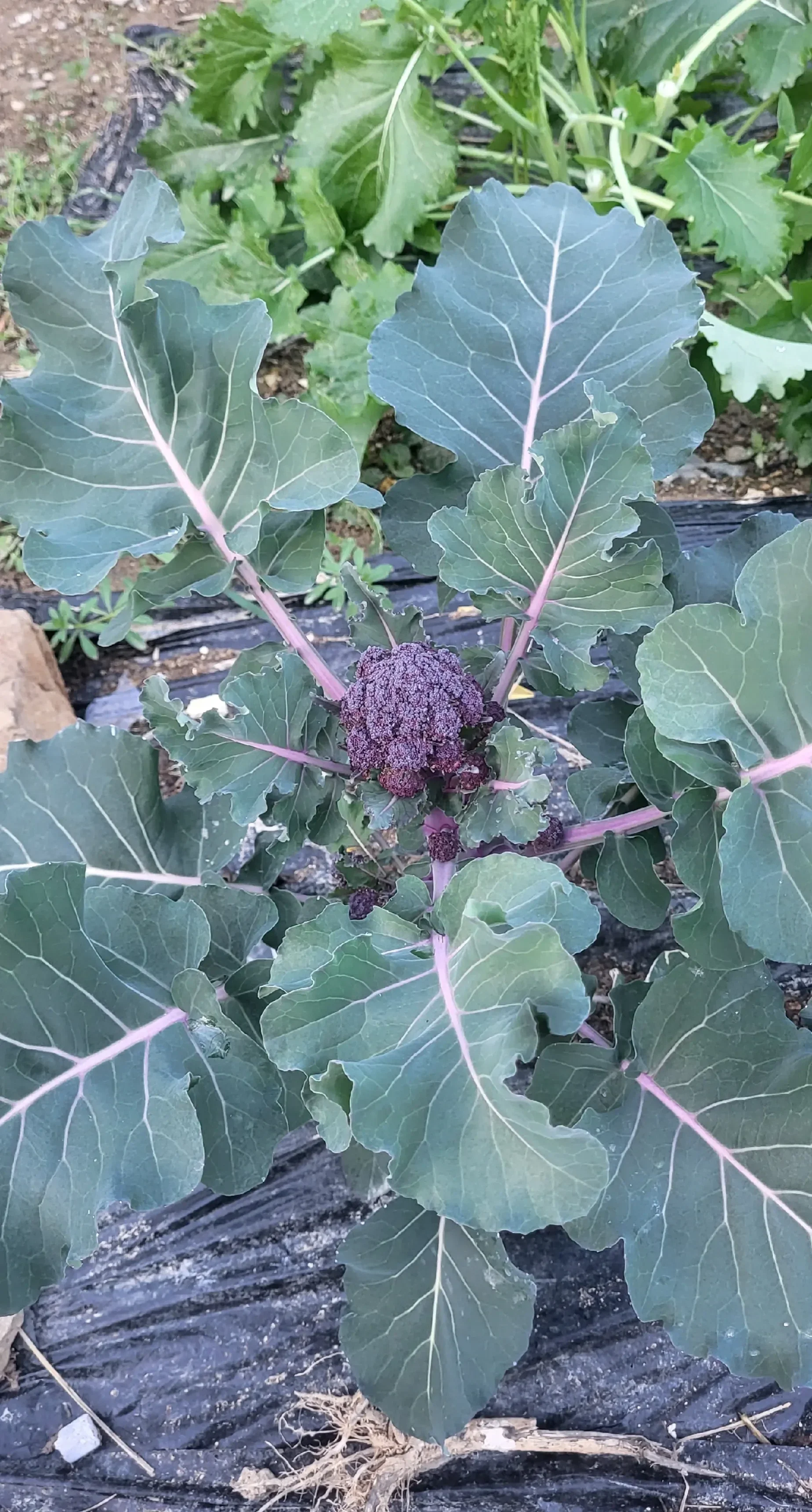 Brocolis calabrese violet