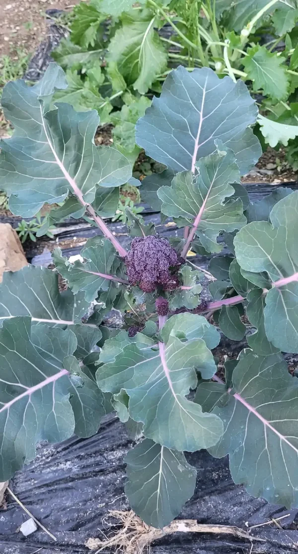 Brocolis calabrese violet