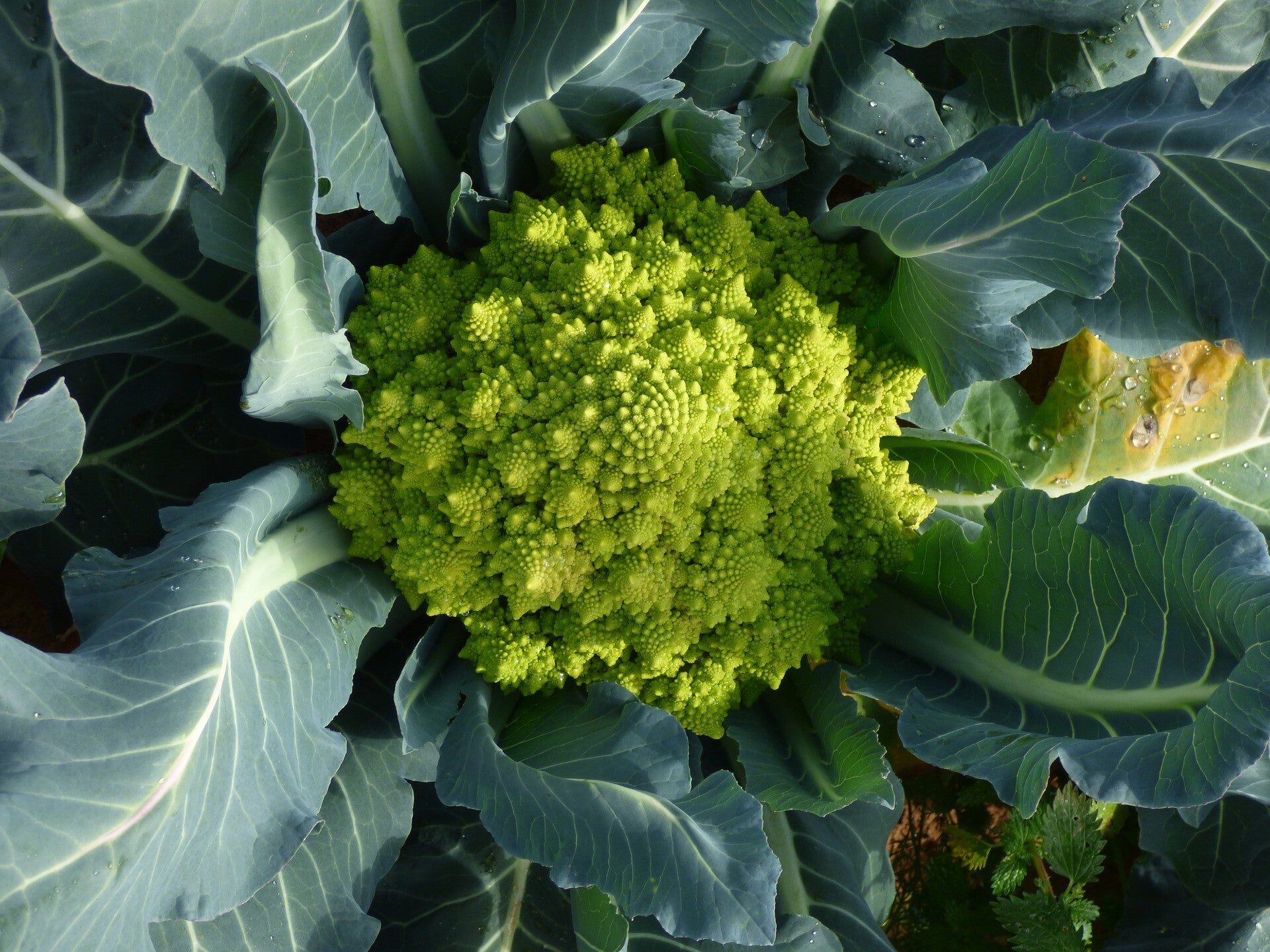 chou-fleur romanesco ( À la pièce)